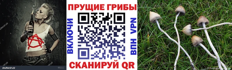 Галлюциногенные грибы Psilocybe  kraken ТОР  Емва 
